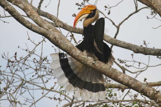 Image of Great Indian Hornbill