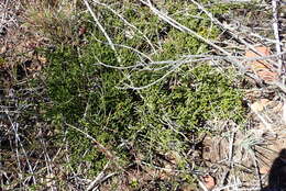 Image of Diosma prama I. Williams