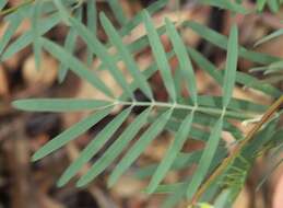 Image of Tephrosia savannicola Domin