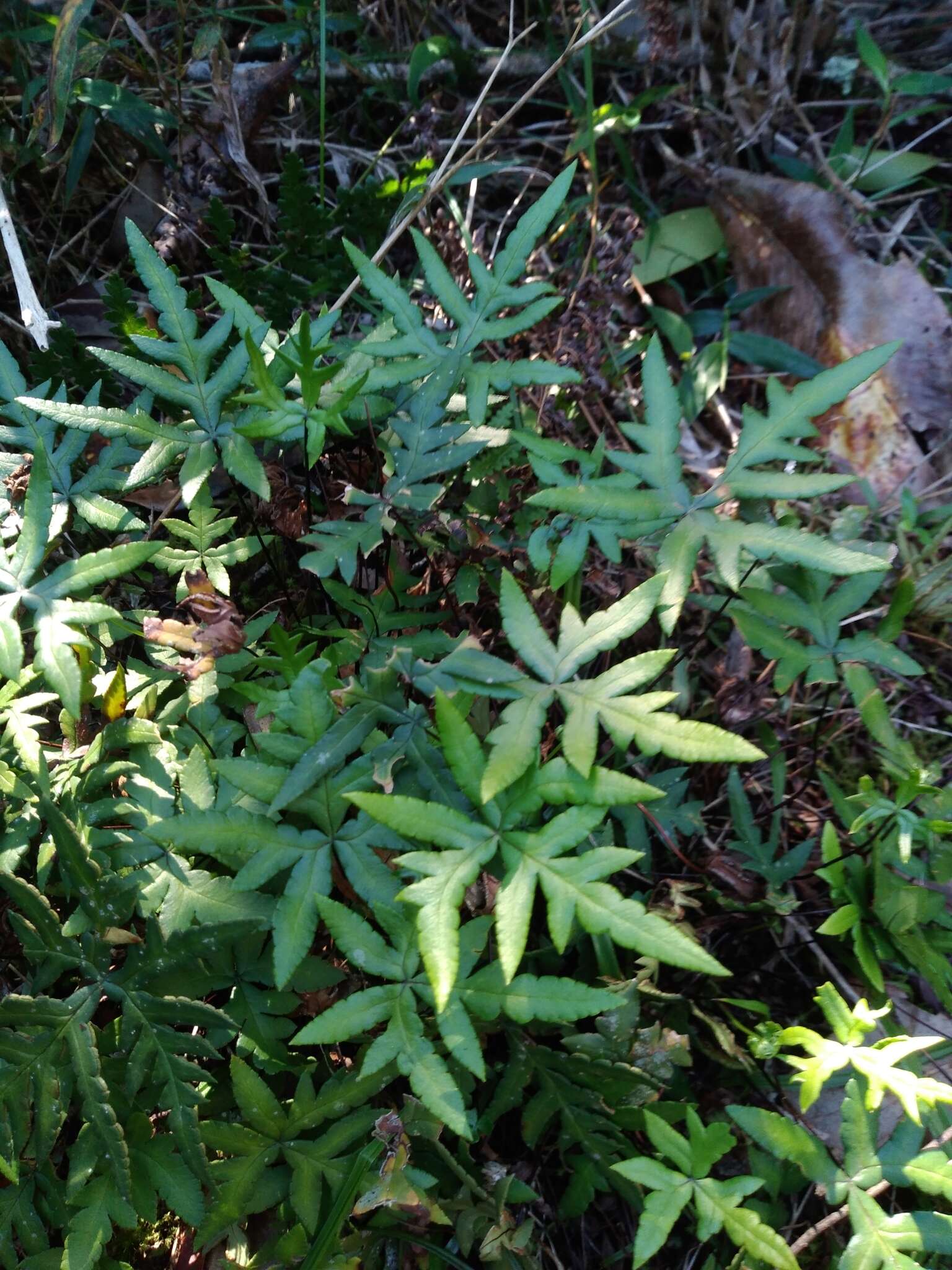 Image of Doryopteris lorentzii (Hieron.) Diels