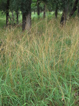 Image of Texas fescue