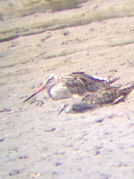 Image of Bar-tailed Godwit