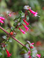 Image of Fuchsia microphylla subsp. hemsleyana (Woods. & Selb.) Breedlove