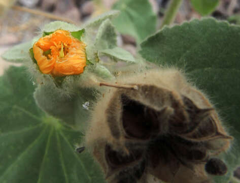 Image of Palmer's Indian mallow