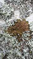 Image of melanelia lichen