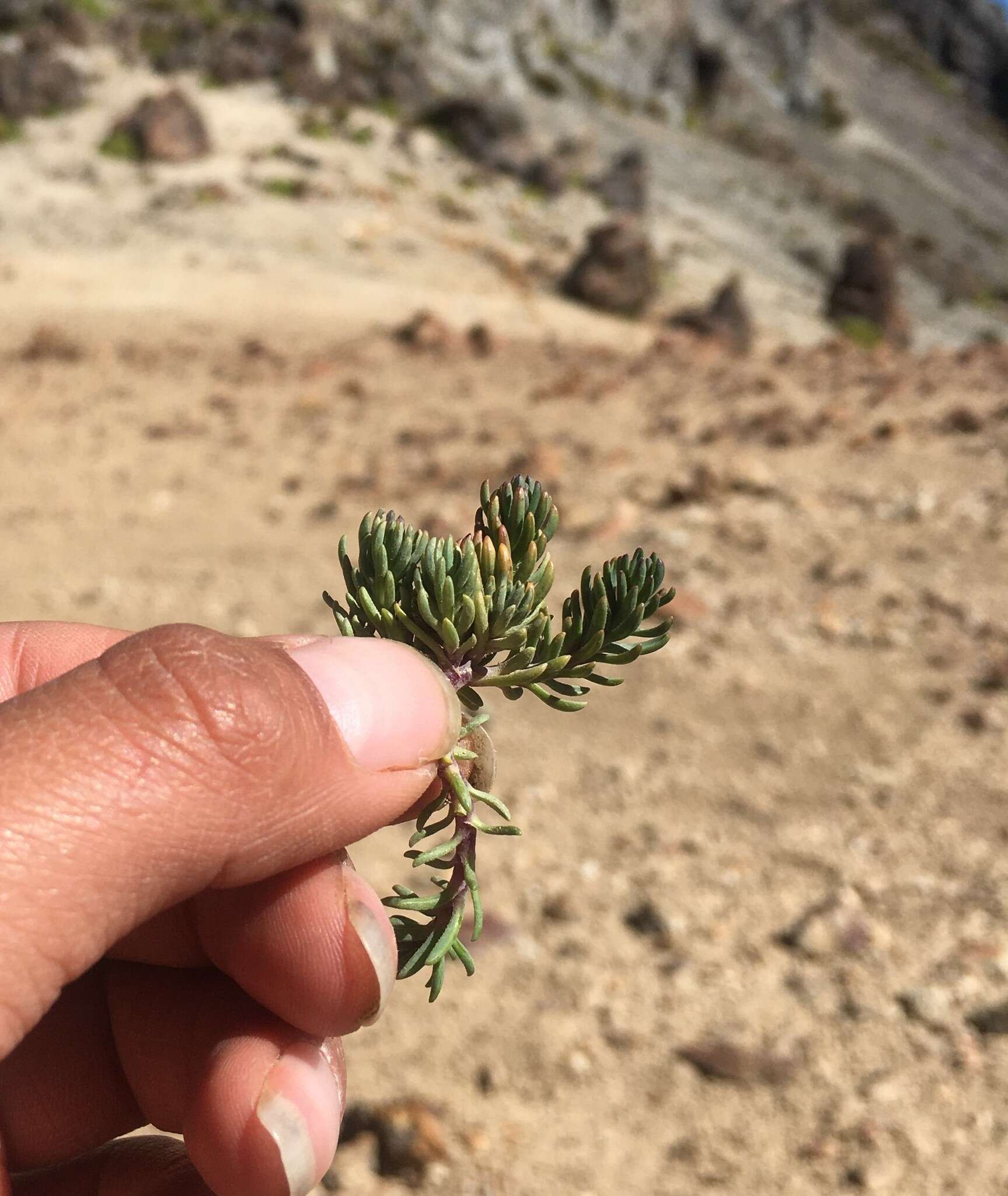 Image of Xenophyllum ciliolatum (A. Gray) V. A. Funk