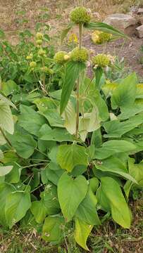 Image of Phlomis russeliana (Sims) Lag. ex Benth.