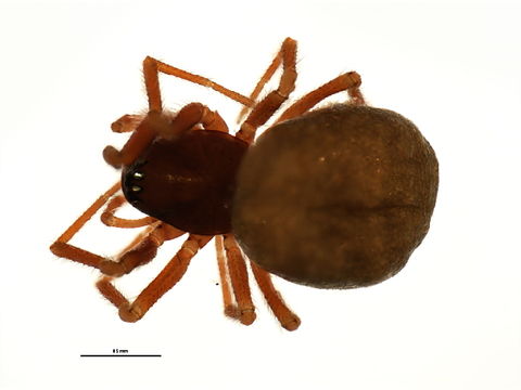539.spino arachno 0103 1255962902 jpg.580x360