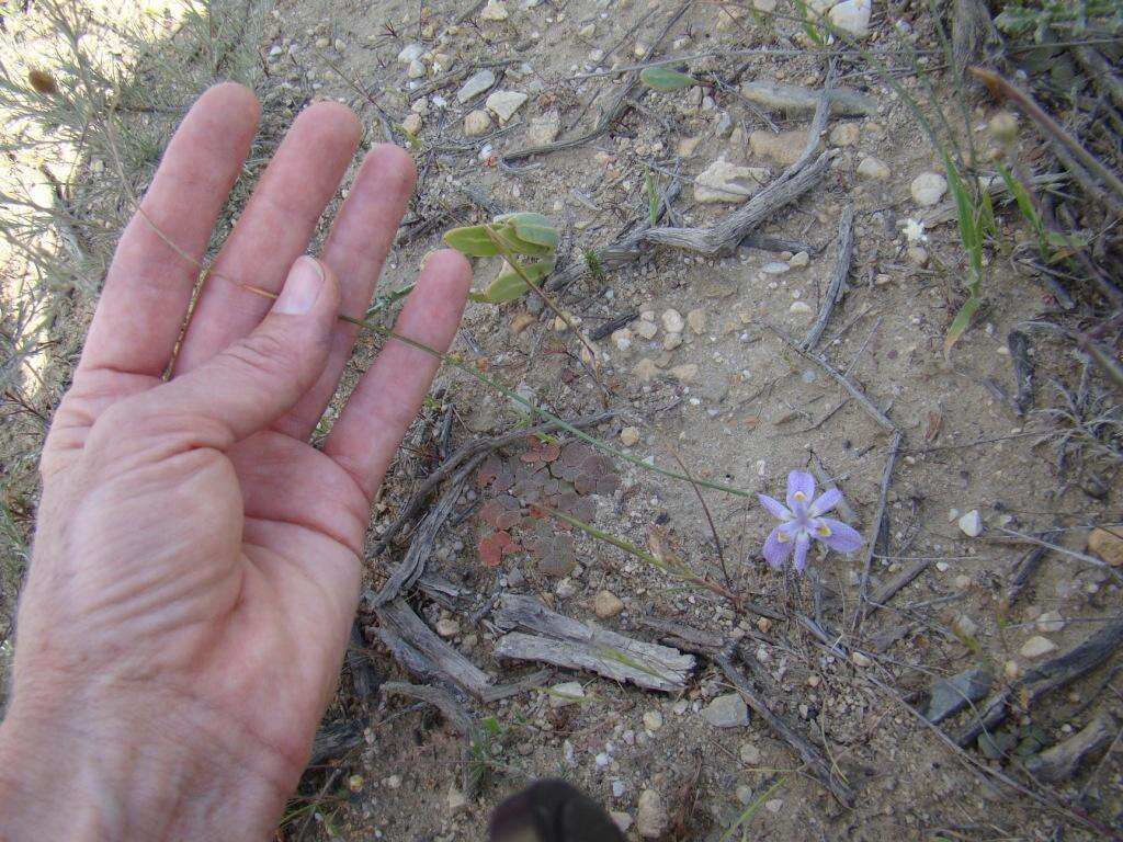Image of Moraea setifolia (L. fil.) Druce