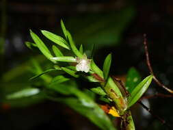 Image of Dichaea venezuelensis Carnevali & I. Ramírez