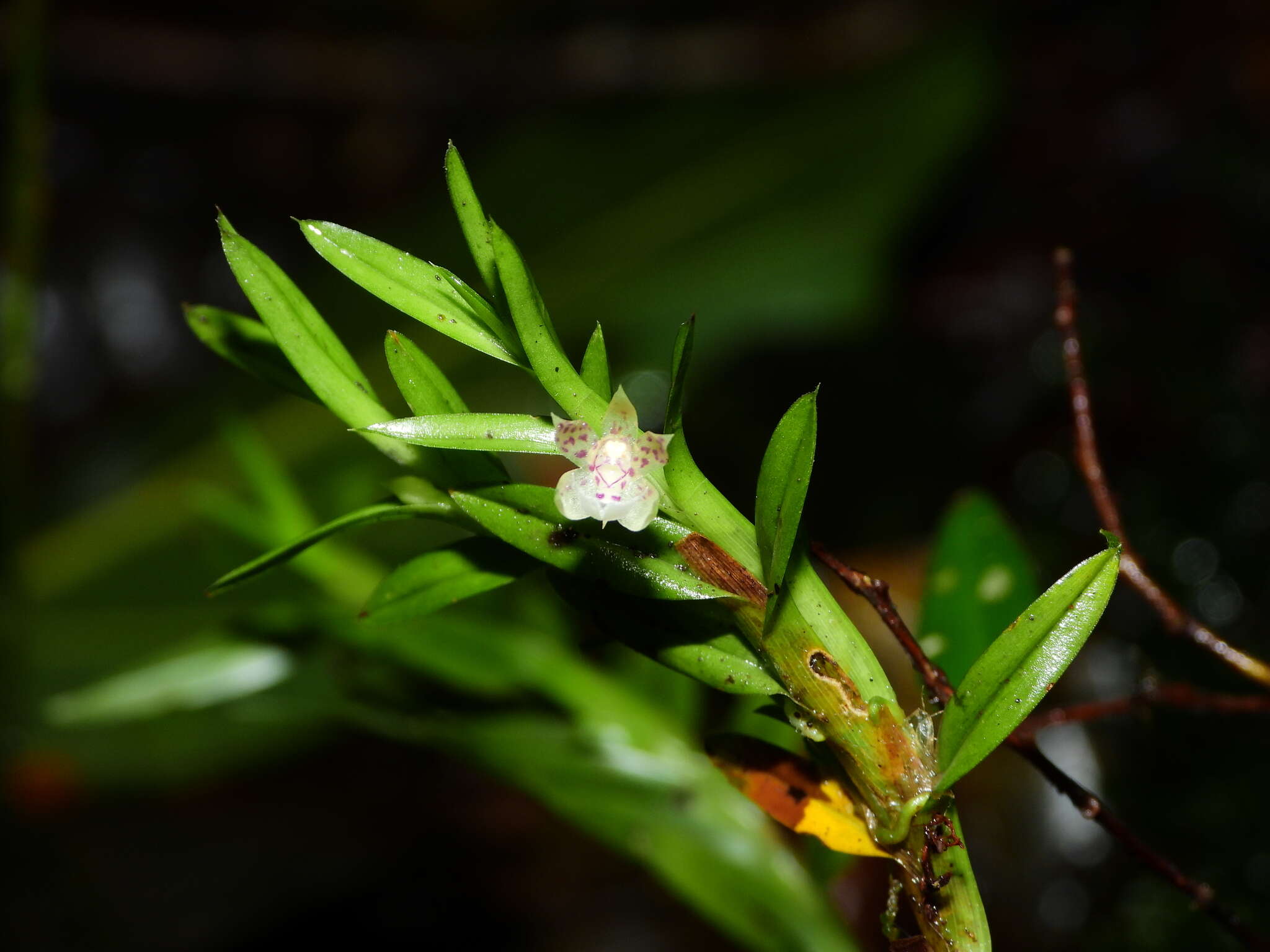 Dichaea venezuelensis Carnevali & I. Ramírez的圖片