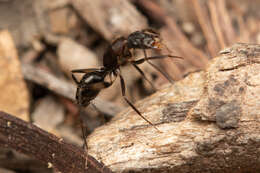 Image of Camponotus lividicoxis Viehmeyer 1925