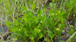 Image de Ranunculus bonariensis Poir.