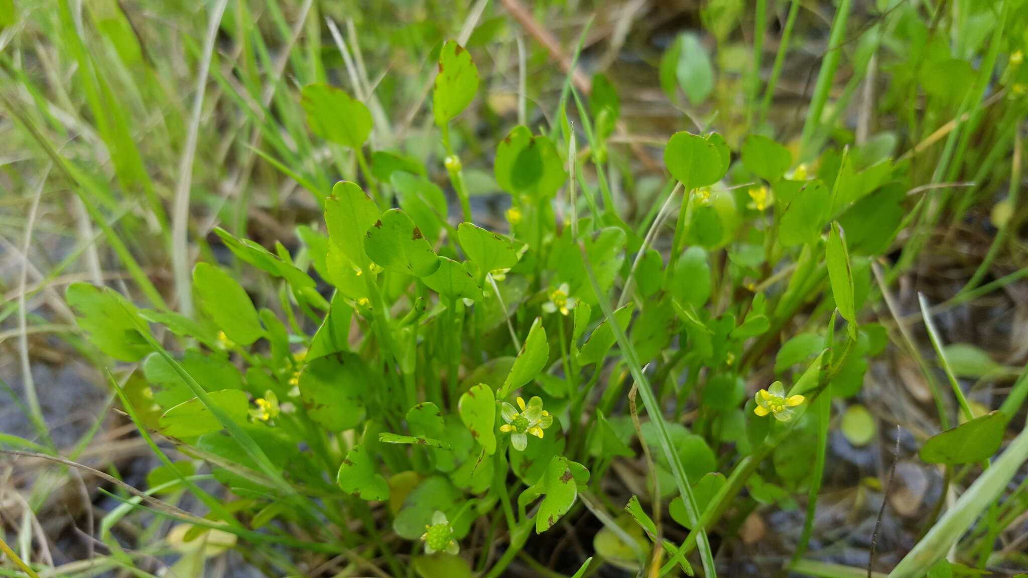 Image de Ranunculus bonariensis Poir.