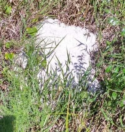 Image of southeastern pocket gopher