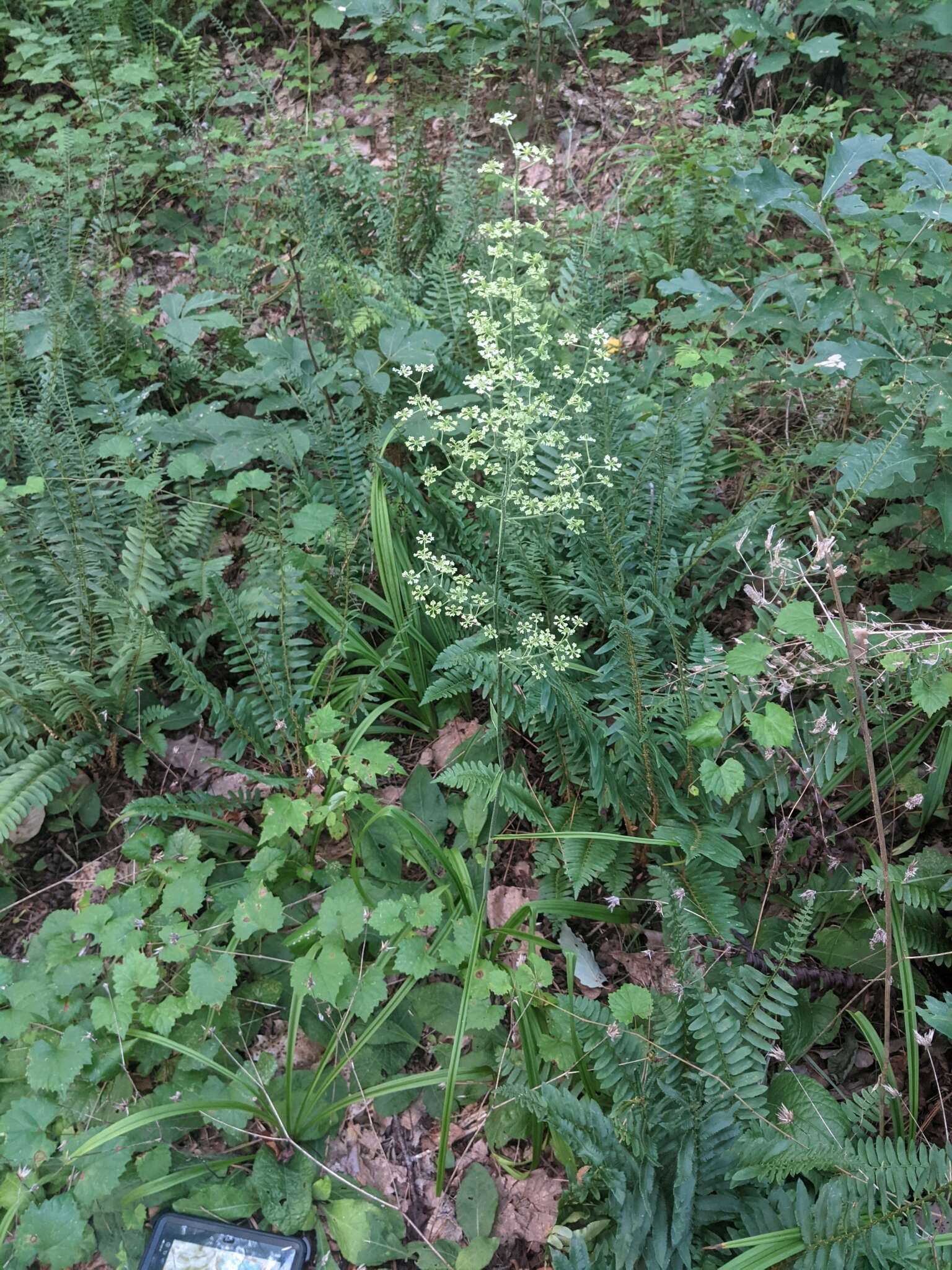 Sivun Veratrum hybridum (Walter) J. H. Zimmerman ex Zomlefer kuva