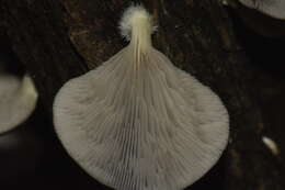 Image of Pleurotus purpureo-olivaceus (G. Stev.) Segedin, P. K. Buchanan & J. P. Wilkie 1995