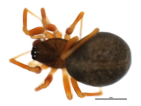 Image of <i>Gongylidium rufipes</i> (Linnaeus 1758)