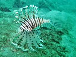 Image of Russell's lionfish