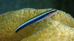 Image of Caribbean neon goby