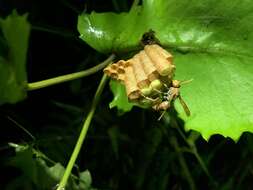 Image of Polistes takasagonus Sonan 1943