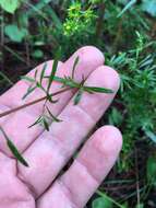 Hypericum galioides Lam.的圖片