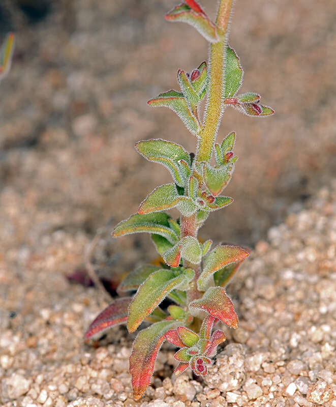 Image of Camissonia kernensis subsp. kernensis