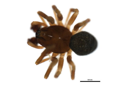 539.spino arachno 0060 1256131978 jpg.580x360