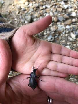 Image of Violet Ground Beetle