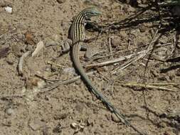 Image of New Mexico whiptail