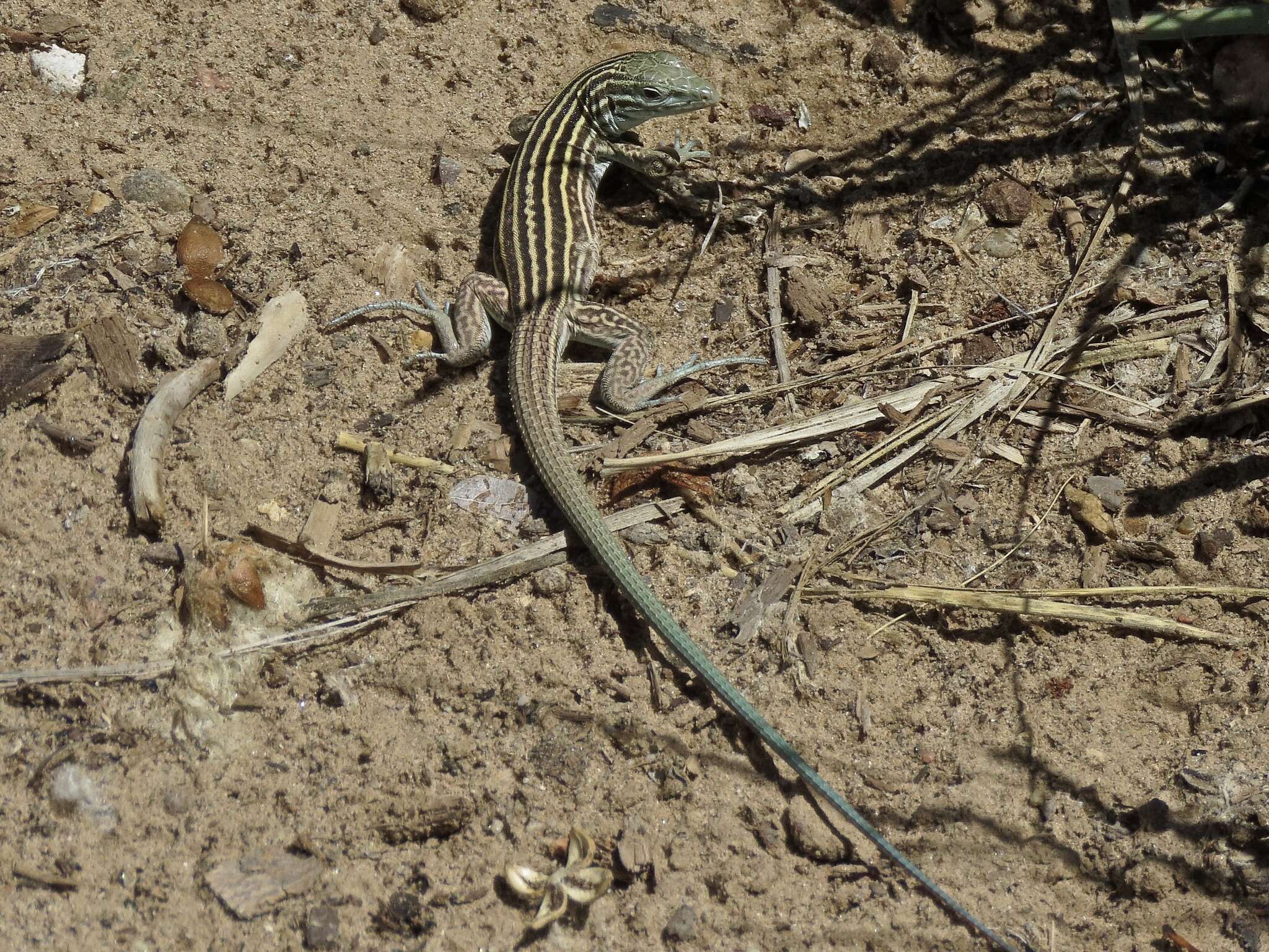 Plancia ëd Aspidoscelis neomexicanus (Lowe & Zweifel 1952)