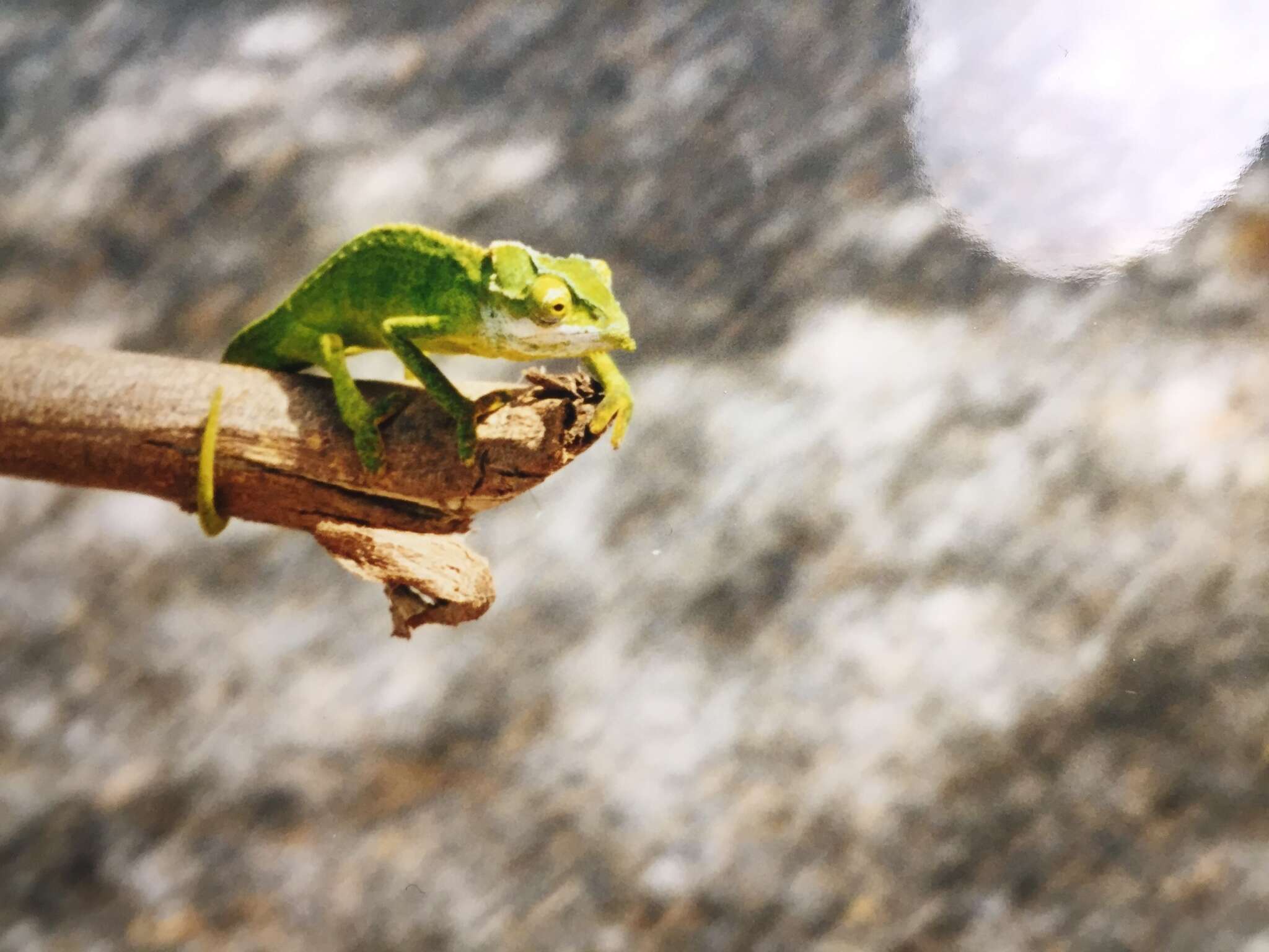 Image of Seychelles Tiger Chameleon