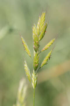 Imagem de Bromus hordeaceus L.