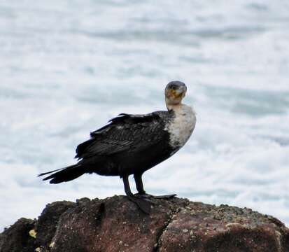 Imagem de Phalacrocorax carbo lucidus