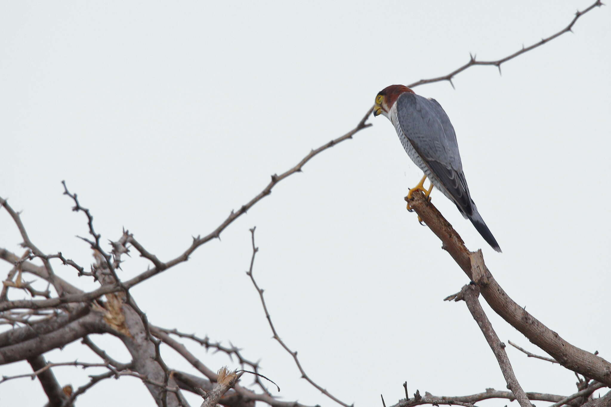 Image of Red-headed Falcon