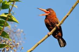 Image of Chestnut Jacamar