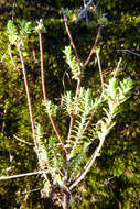 Image of Pimelea orthia C. J. Burrows & Thorsen