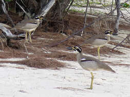 Image of Beach Stone-curlew