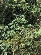 Image of Yellow-backed Tanager