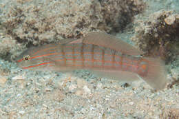 Image of Crosshatch goby