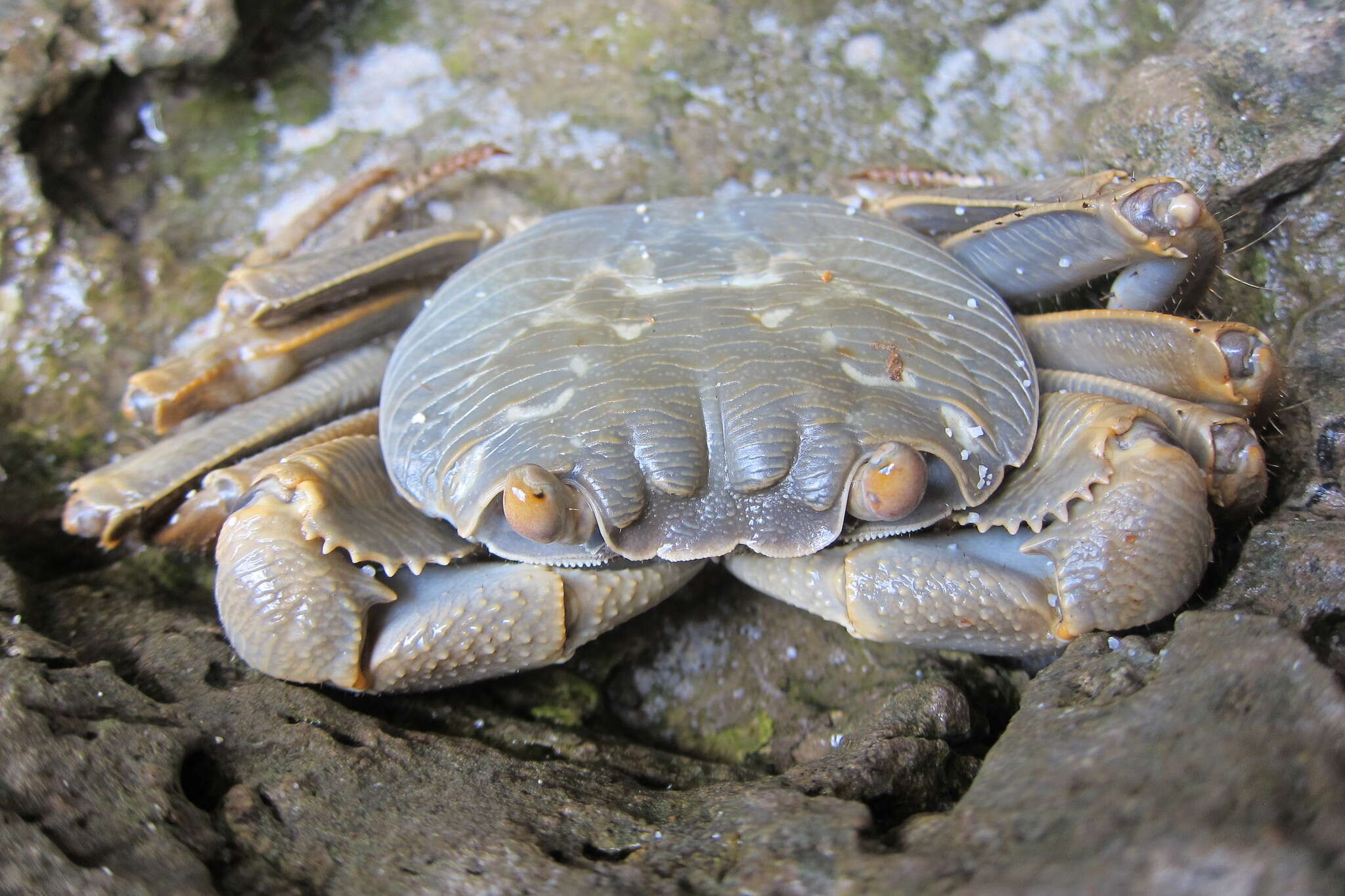 Image of Geograpsus Stimpson 1858