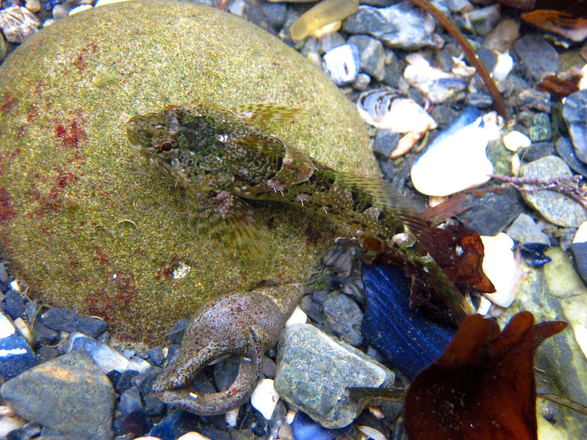 Image of Tidepool sculpin