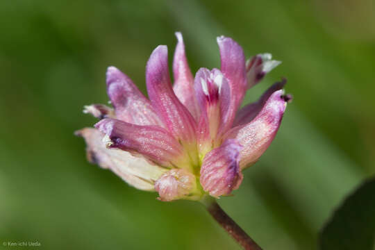 Sivun Trifolium depauperatum var. diversifolium (Nutt.) McDermott kuva