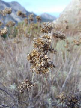 Image of Helichrysum italicum subsp. italicum