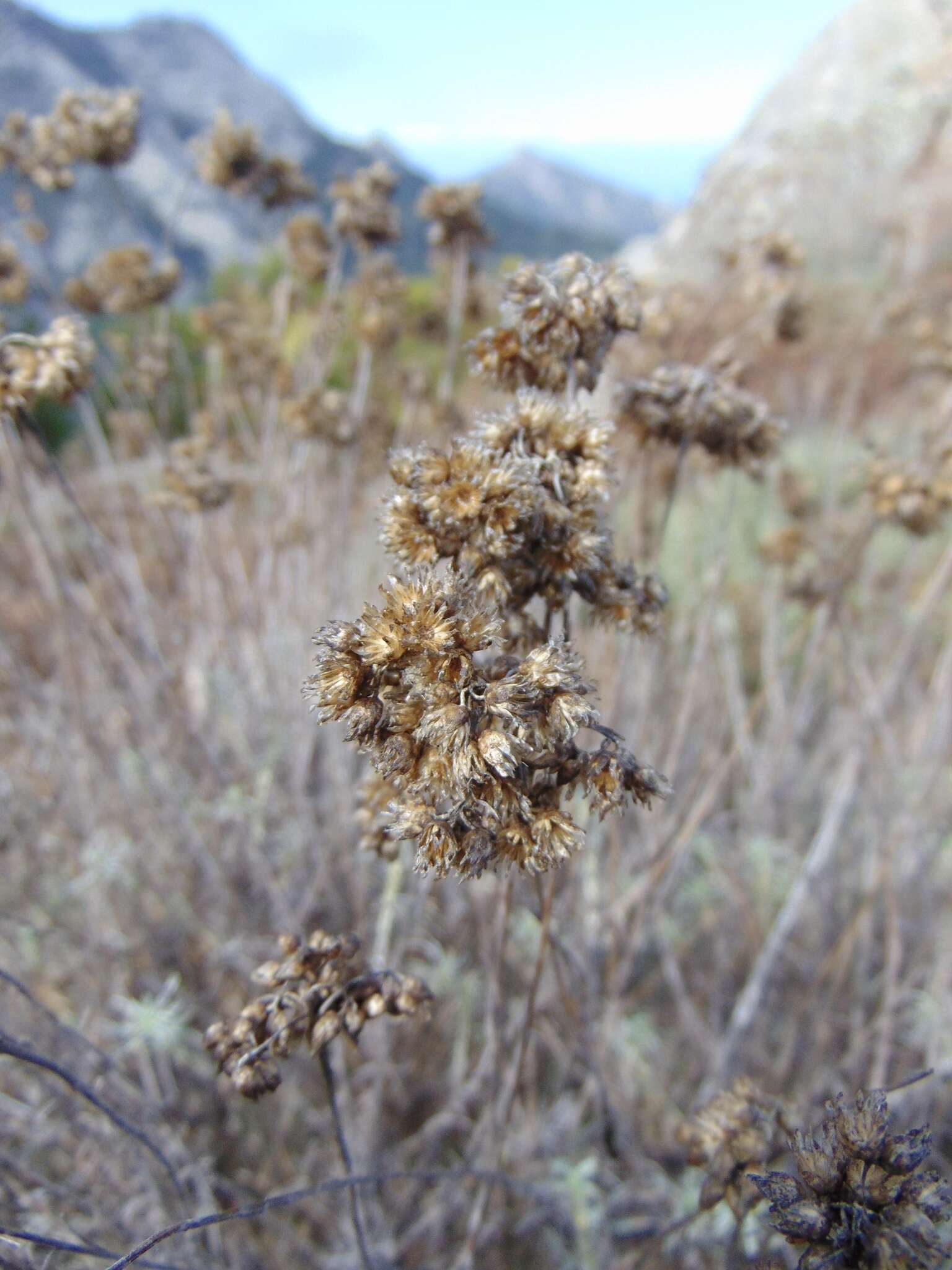 Image of Helichrysum italicum subsp. italicum