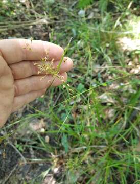 Image of Mingled Beak Sedge