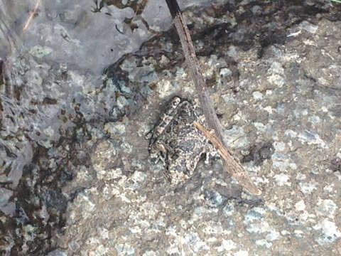 Image of California Chorus Frog