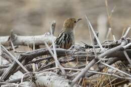 Image of Stout Cisticola