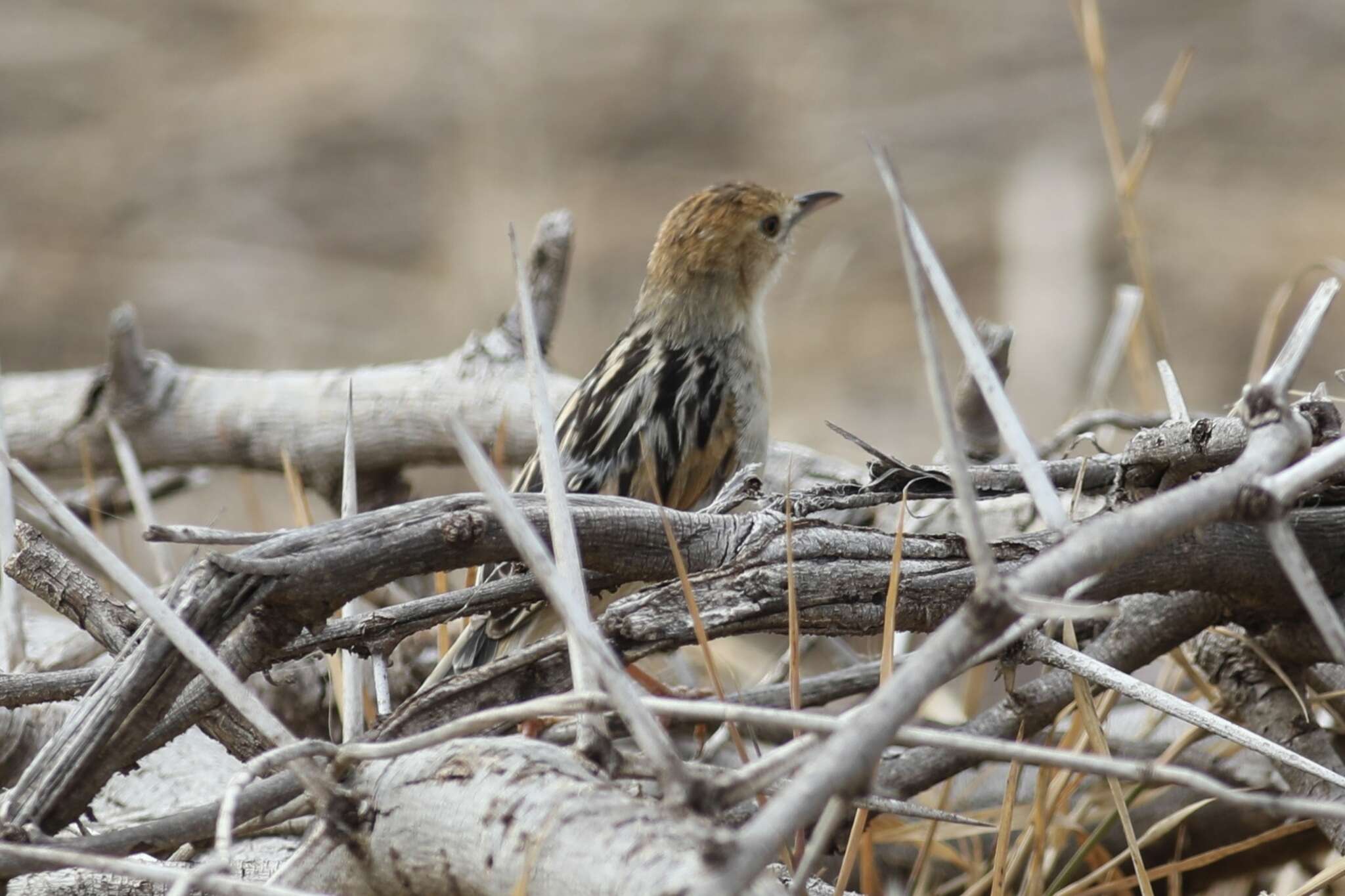 Image of Stout Cisticola