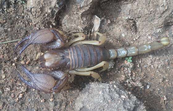 Image of Shiny burrowing scorpion